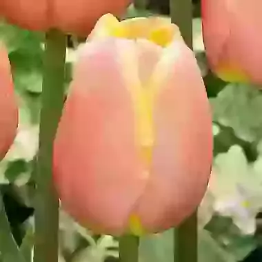 Mango Charm